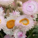 They have a pearlescent sheen, reminiscent of vintage mother of pearl.