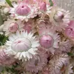 'King Size Silvery Rose' produces blooms that are pure to creamy-white and frosted with rose at the petal tips.