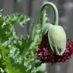 Papaver somniferum var. laciniatum 'Black Swan'-17626