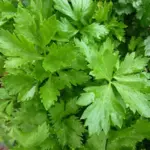 Bred for the leaves rather than stalks, Leaf Celery looks similar to parsley but tastes exactly like regular stalk celery