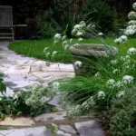 The white flowers, produced in dense flat sprays have a delightful fragrance of old-fashioned roses.