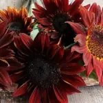 Helianthus annuus 'Ruby F1'-0