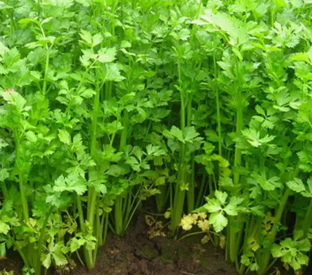 Leaf Celery was used centuries ago in Europe and the Orient, where its ancestor was known as 'smallage'.