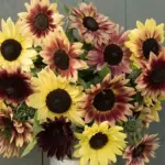 Helianthus annuus 'Medium Red Mix Sunflower' Organic-0