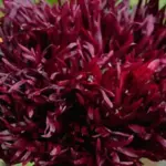 Papaver somniferum var. laciniatum 'Black Swan'-0