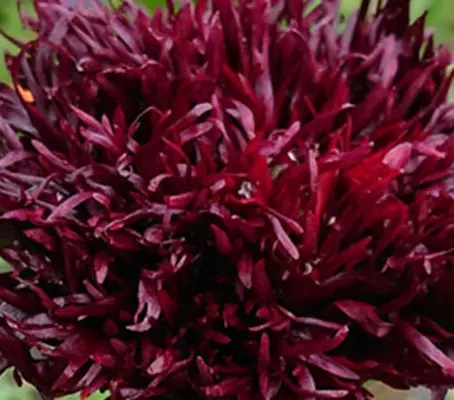 Papaver somniferum var. laciniatum 'Black Swan'-0