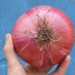Onion 'Red Amposta'-17847