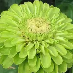 ‘Benary's Giant Lime’ feature apple-green, beautiful broad blooms that are densely packed with petals.