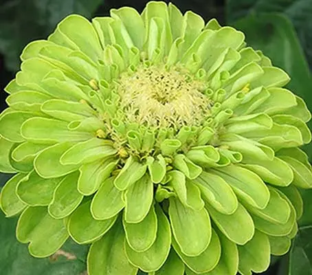 ‘Benary's Giant Lime’ feature apple-green, beautiful broad blooms that are densely packed with petals.