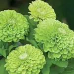 Reaching 90 to 120cm (3 to 4ft) tall, the double flowers regularly exceed 10cm (4in) across.