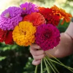 Zinnia elegans, 'Benary's Giant Lilac'-17711