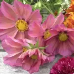 Cosmos bipinnatus 'Xsenia' -17860