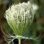 Daucus carota, seed head closed
