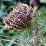 Daucus carota, seed head drying