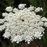 Daucus carota, Flowerhead