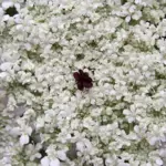 Centre showing the purple flower