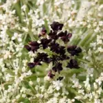 Daucus carota, Cose Up