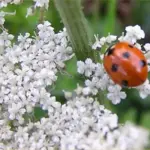 The Flower is highly attractive to Wildlife