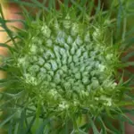Daucus carota, new flower buds