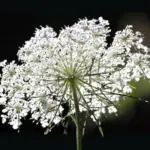 Queen Annes Lace, Back of the Flower