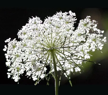 Queen Annes Lace, Back of the Flower