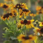 It is at home in wildlife gardens, cutting gardens and mixed borders.