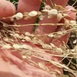 Lepidium sativum, Persian Cress or Ornamental Cress-17796