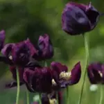 Huge, silky flowers in burgundy-black are ravishing in the garden and vase.