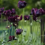 Left on the plant, it produces 5cm wide seed pods that last indefinitely in dried arrangements.