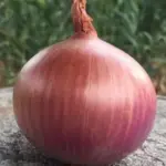Onion 'Red Amposta'-0