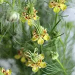 Nigella 'Transformer' adds intriguing texture with its uniquely shaped flowers and upright, seed pods.