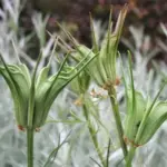 Once the petals drop, the blossoms transform into little fairy lanterns.