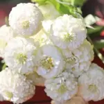 Zinnia elegans, 'Oklahoma White'-0