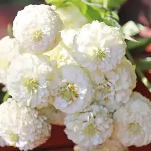 Zinnia elegans, 'Oklahoma White'-0