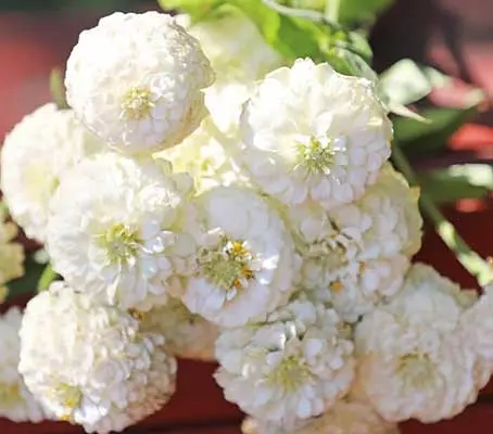 Zinnia elegans, 'Oklahoma White'-0