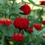 Zinnia elegans, 'Oklahoma Scarlet'-18512