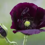Large, double blooms in a deep, velvety black hue add a touch of drama to any garden.