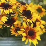 'Denver Daisy' has large, golden daisies with chocolate brown centres and marks at the base of each petal.