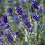 Lavandula angustifolia ‘Vincenza Blue’ bloom the first year from seed.