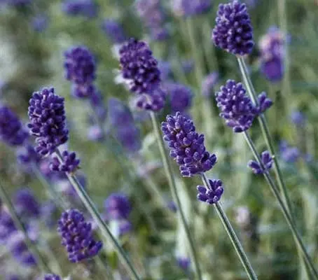 Lavandula angustifolia ‘Vincenza Blue’ bloom the first year from seed.