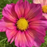 Cosmos bipinnatus 'Xsenia' -17859