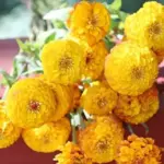 Zinnia elegans, 'Oklahoma Golden Yellow'-0