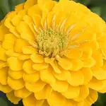 Zinnia elegans, 'Benary's Giant Golden Yellow'-0