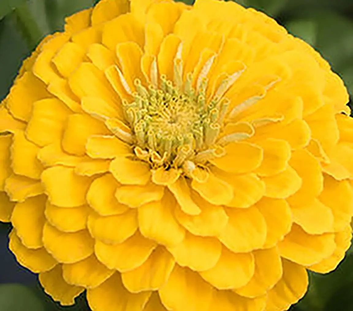 Zinnia elegans, 'Benary's Giant Golden Yellow'-0