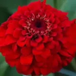 Zinnia elegans, 'Oklahoma Scarlet'-0