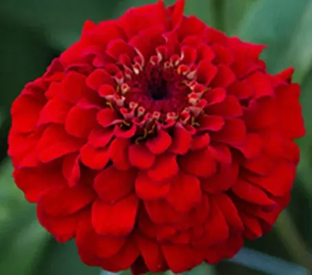 Zinnia elegans, 'Oklahoma Scarlet'-0