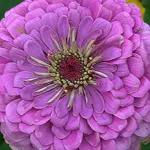 Zinnia elegans, 'Benary's Giant Lilac'-0