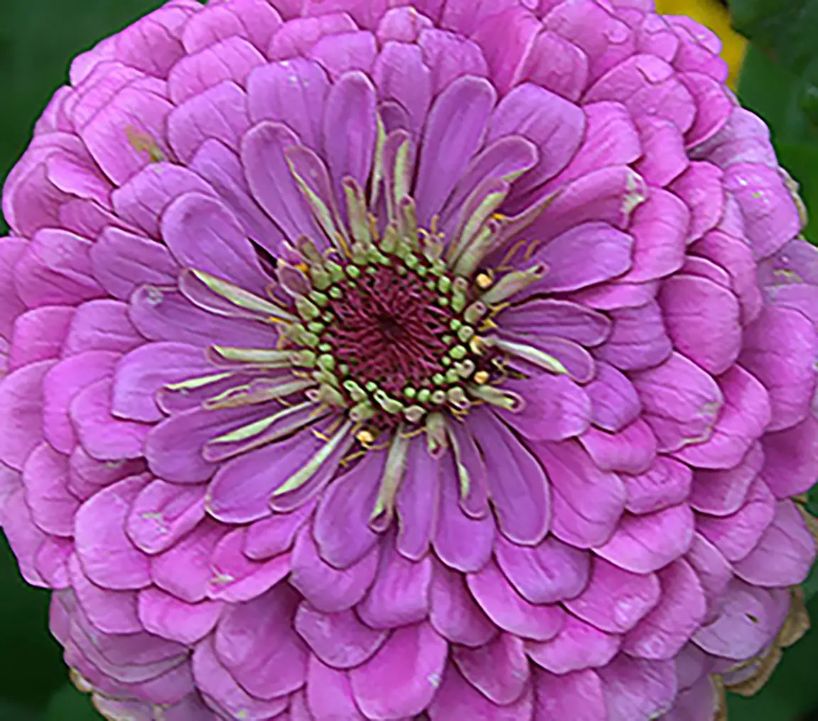 Zinnia elegans, 'Benary's Giant Lilac'-0