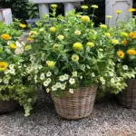 Zinnia elegans, 'Benary's Giant Golden Yellow'-17696
