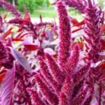 Amaranthus cruentus 'Velvet Curtains'-17991